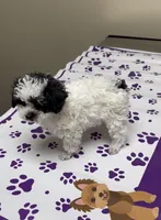 Mickey, a male Poodle - Toy  for sale in Suwanee, GA – Photo 2 of 9