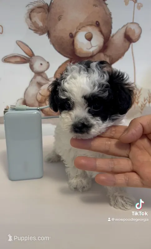 Mickey – Poodle - Toy  puppy for sale in Suwanee, GA