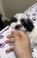 Mickey, a male Poodle - Toy  for sale in Suwanee, GA – Photo 4 of 9