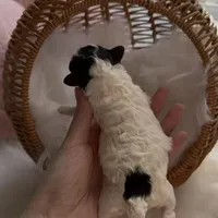 Mickey, a male Poodle - Toy  for sale in Suwanee, GA – Photo 2 of 4