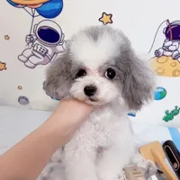 Mickey, a male Poodle - Toy  for sale in Suwanee, GA – Photo 4 of 4