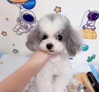 Mickey, a male Poodle - Toy  for sale in Suwanee, GA – Photo 4 of 4