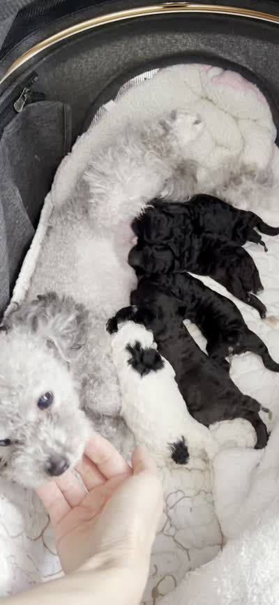 Cola, a female Poodle - Toy  for sale in Suwanee, GA – 4 of 4