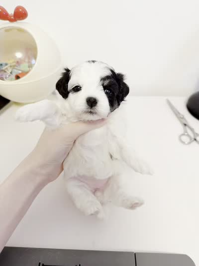 Lola, a female Maltipoo for sale in Suwanee, GA – 3 of 3