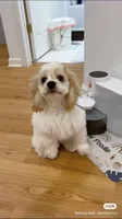 Cookie, a female Cockapoo for sale in Suwanee, GA – 7 of 10