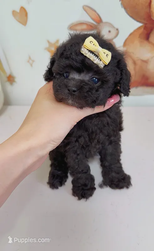 Moko – Poodle - Toy  puppy for sale in Suwanee, GA