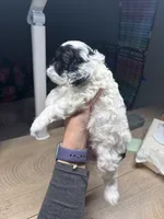 Cookie, a female Cockapoo for sale in Suwanee, GA – 6 of 10