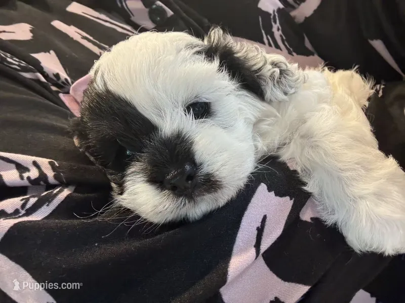 Cookie – Cockapoo puppy for sale in Suwanee, GA