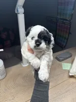 Cookie, a female Cockapoo for sale in Suwanee, GA – 3 of 10
