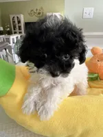 Jelly, a female Poodle - Toy  for sale in Suwanee, GA – 2 of 4