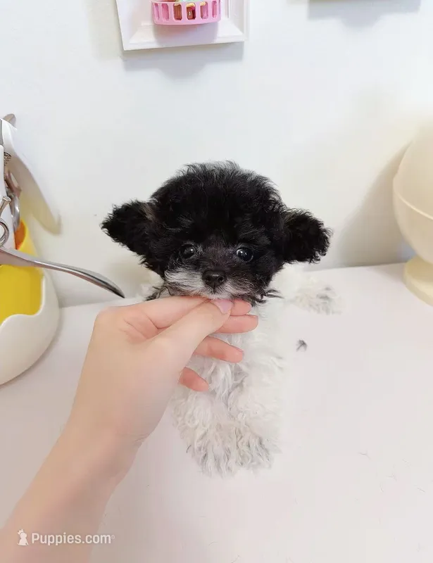 Jelly – Poodle - Toy  puppy for sale in Suwanee, GA