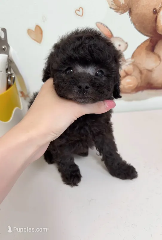 Momo – Poodle - Toy  puppy for sale in Suwanee, GA
