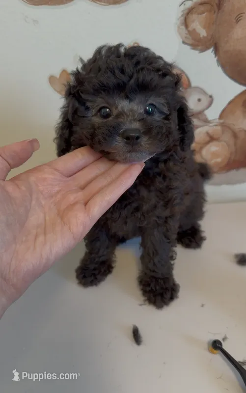 Momo – Poodle - Toy  puppy for sale in Suwanee, GA