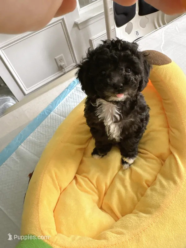 Cola – Poodle - Toy  puppy for sale in Suwanee, GA