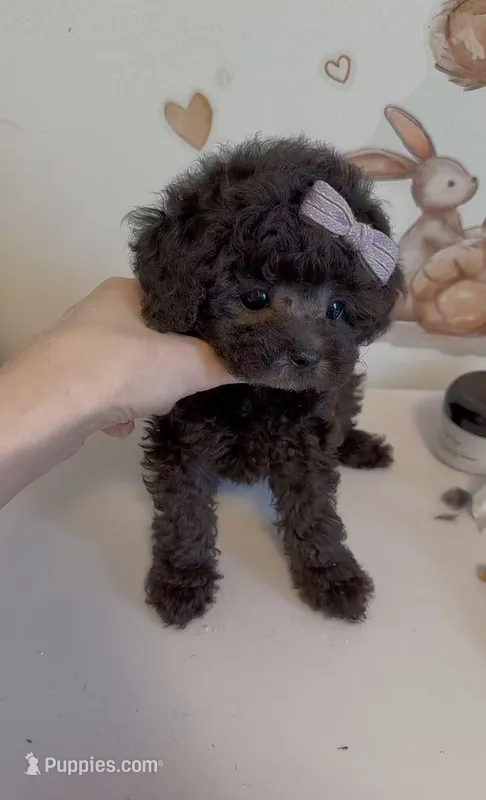 Moni – Poodle - Toy  puppy for sale in Suwanee, GA