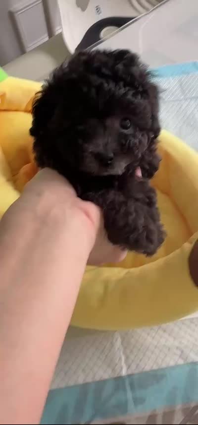 Sweety, a female Poodle - Toy  for sale in Suwanee, GA – 2 of 3