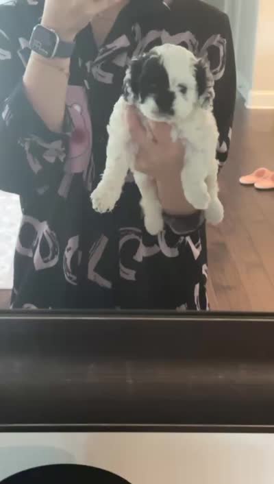Cookie, a female Cockapoo for sale in Suwanee, GA – 10 of 10