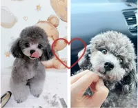 Moko, a male Poodle - Toy  for sale in Suwanee, GA – 2 of 3