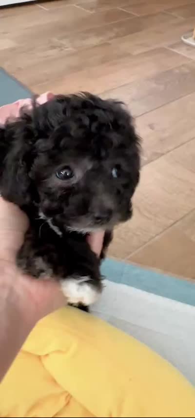 Cola, a female Poodle - Toy  for sale in Suwanee, GA – 3 of 4