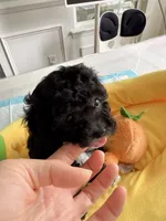 Cola, a female Poodle - Toy  for sale in Suwanee, GA – 2 of 4