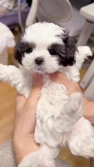 Mochi, a female Maltipoo for sale in Suwanee, GA – 2 of 5