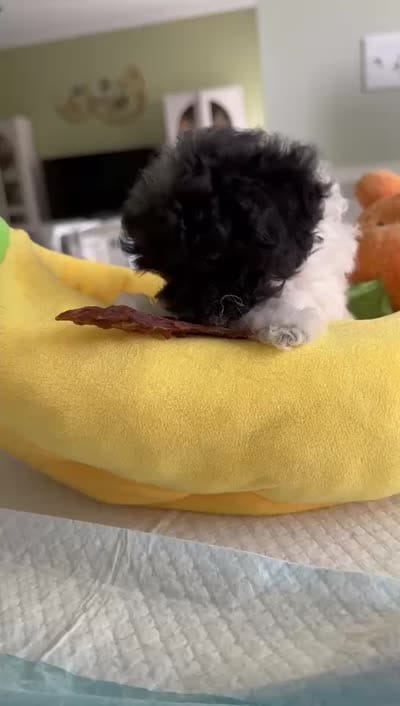 Jelly, a female Poodle - Toy  for sale in Suwanee, GA – 3 of 4
