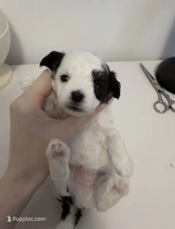 Margo – Maltipoo puppy for sale in Suwanee, GA