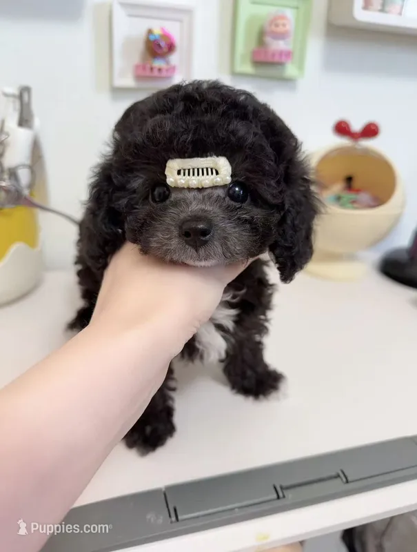 Cookie – Poodle - Toy  puppy for sale in Suwanee, GA