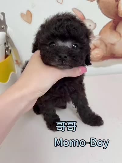 Momo, a male Poodle - Toy  for sale in Suwanee, GA – 3 of 3
