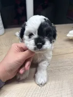 Cookie, a female Cockapoo for sale in Suwanee, GA – 2 of 10
