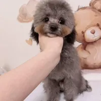 Silver Teacup Poodle - Lumi, a male Poodle - Toy  for sale in Suwanee, GA – Photo 1 of 6