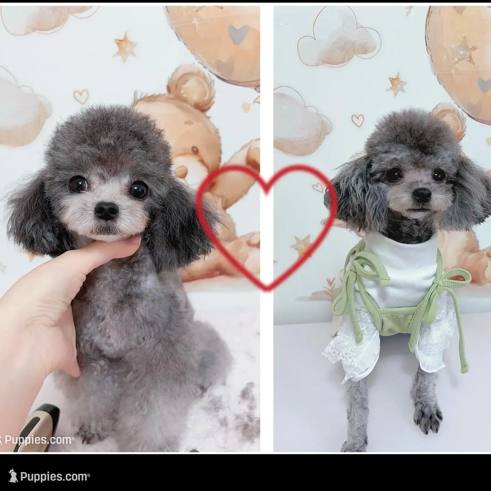 Silver Teacup Poodle - Lumi, a male Poodle - Toy  for sale in Suwanee, GA – Photo 6 of 6