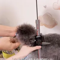 Silver Teacup Poodle - Lumi, a male Poodle - Toy  for sale in Suwanee, GA – Photo 5 of 6