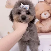 Silver Teacup Poodle - Lumi, a male Poodle - Toy  for sale in Suwanee, GA – Photo 2 of 6