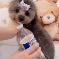 Silver Teacup Poodle - Lumi, a male Poodle - Toy  for sale in Suwanee, GA – Photo 4 of 6