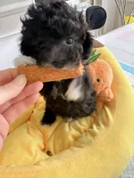 Cookie, a female Poodle - Toy  for sale in Suwanee, GA – 1 of 3