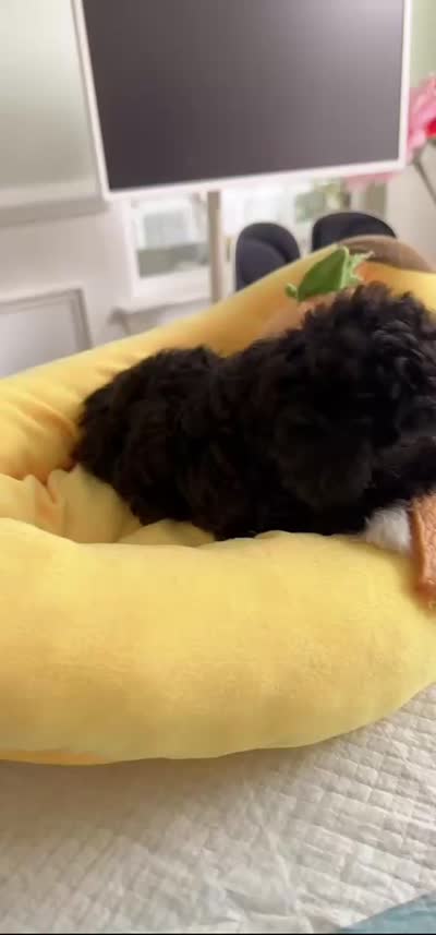 Cookie, a female Poodle - Toy  for sale in Suwanee, GA – 2 of 3