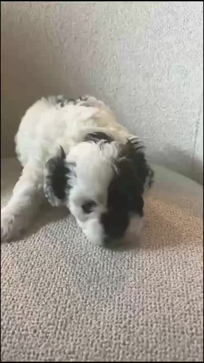 Cookie, a female Cockapoo for sale in Suwanee, GA – 9 of 10