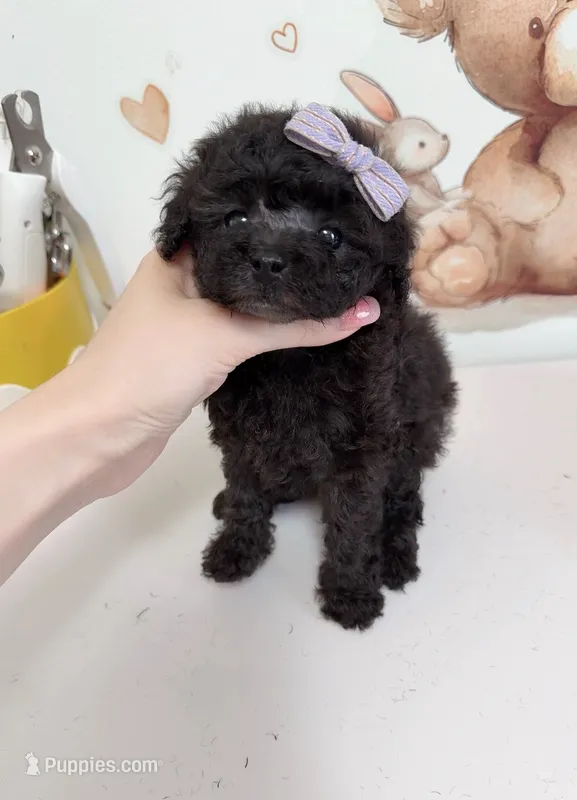 Moni – Poodle - Toy  puppy for sale in Suwanee, GA
