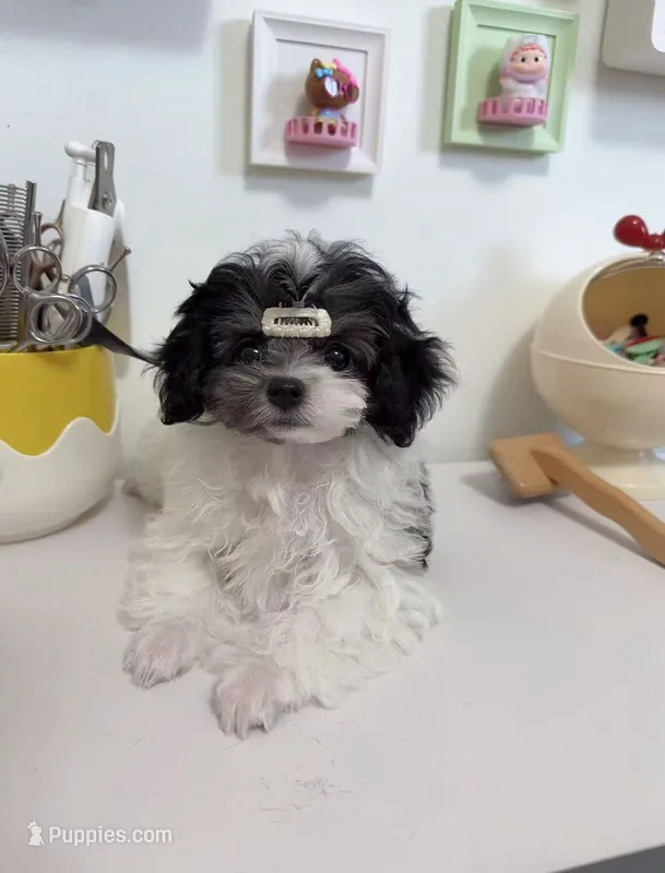 Lola – Maltipoo puppy for sale in Suwanee, GA