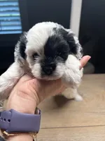 Cookie, a female Cockapoo for sale in Suwanee, GA – 4 of 10