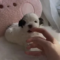 Mio, a male Maltipoo for sale in Suwanee, GA – Photo 7 of 8