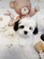 Mio, a male Maltipoo for sale in Suwanee, GA – Photo 2 of 8