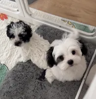 Mio, a male Maltipoo for sale in Suwanee, GA – Photo 3 of 8