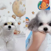 Mio, a male Maltipoo for sale in Suwanee, GA – Photo 8 of 8