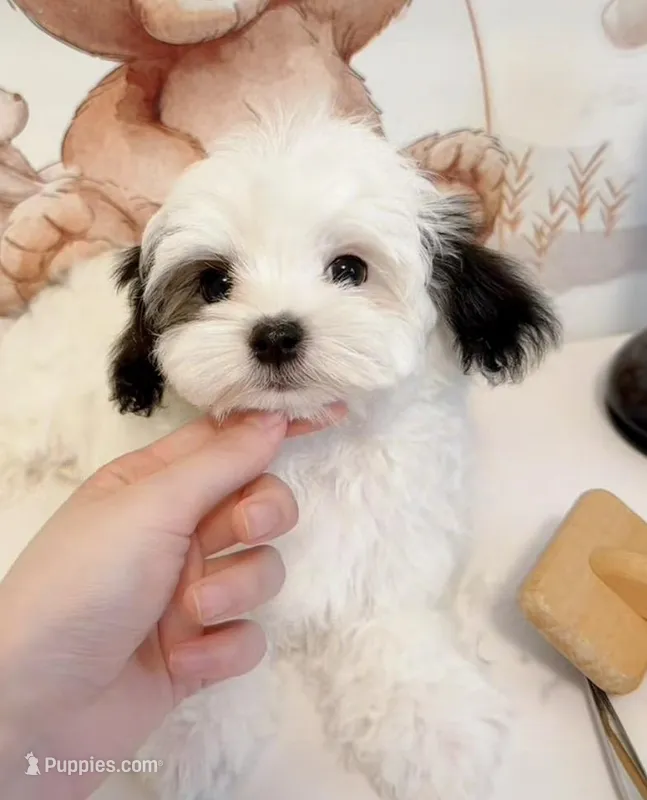 Mio, a male Maltipoo for sale in Suwanee, GA – Photo 1 of 8