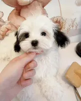 Mio, a male Maltipoo for sale in Suwanee, GA – Photo 1 of 8