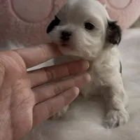 Mio, a male Maltipoo for sale in Suwanee, GA – Photo 5 of 8