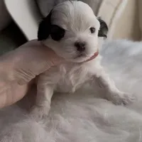 Mio, a male Maltipoo for sale in Suwanee, GA – Photo 4 of 8