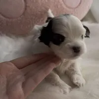 Mio, a male Maltipoo for sale in Suwanee, GA – Photo 6 of 8